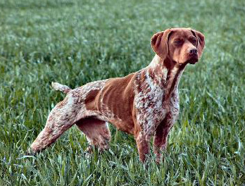 BRAC FRANCEZ TIP GASCON